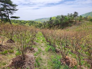 홍승한님의 블루베리 · 자유게시판 작성글 사진