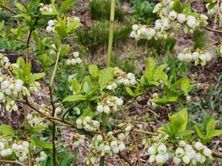 홍승한님의 블루베리 · 자유게시판 작성글 사진