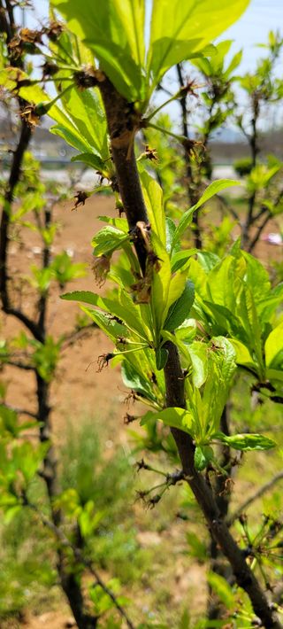 김민환님의 자두 · 자유게시판 작성글 사진