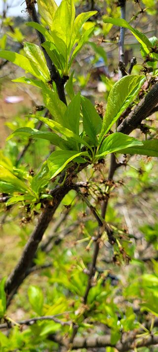 김민환님의 자두 · 자유게시판 작성글 사진