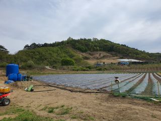 박병철님의 고추 · 일상 작성글 사진