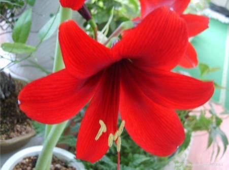 장터 상품 [아마릴리스 ] 썸네일