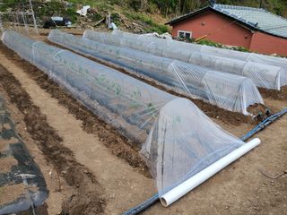 김윤철님의 고추 · 파종•정식 작성글 사진