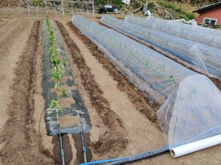 김윤철님의 고추 · 파종•정식 작성글 사진