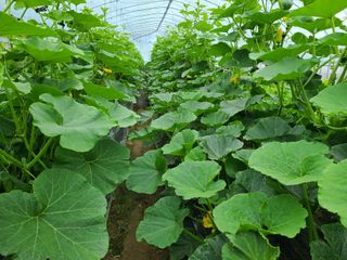 노고단님의 호박 · 자유게시판 작성글 사진