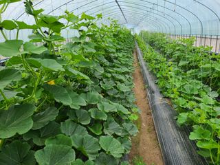 노고단님의 호박 · 자유게시판 작성글 사진