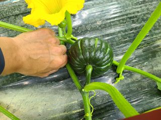 노고단님의 호박 · 자유게시판 작성글 사진
