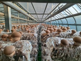 이학봉님의 버섯 · 일상 작성글 사진