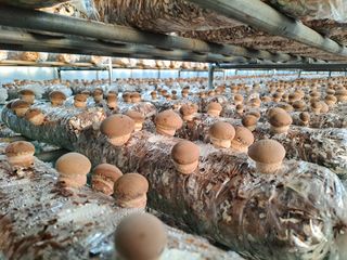 이학봉님의 버섯 · 일상 작성글 사진