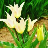 팜모닝 마늘·일상 게시글 이미지