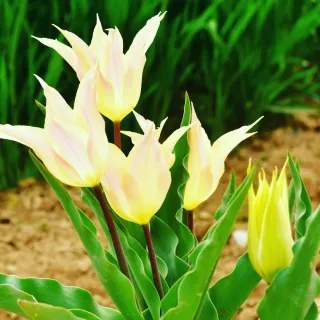 산 아래님의 마늘 · 일상 작성글 사진