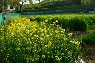 산 아래님의 마늘 · 일상 작성글 사진