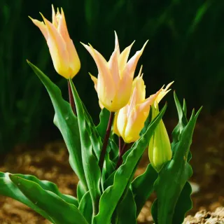 산 아래님의 마늘 · 일상 작성글 사진