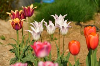 산 아래님의 마늘 · 일상 작성글 사진