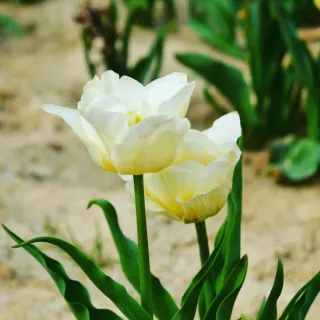 산 아래님의 마늘 · 일상 작성글 사진