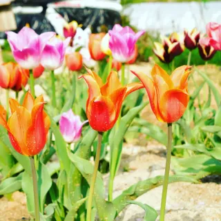 산 아래님의 마늘 · 일상 작성글 사진