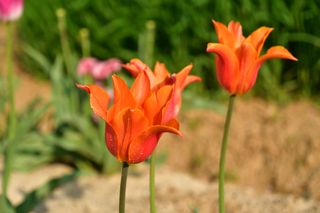 산 아래님의 마늘 · 일상 작성글 사진