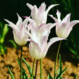 산 아래님의 마늘 · 일상 작성글 사진