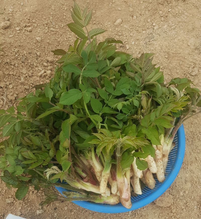 장터 상품 [땅두릅1키로] 썸네일