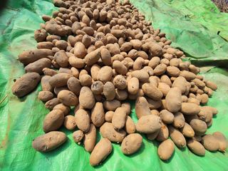 정권옥님의 감자 · 자유게시판 작성글 사진