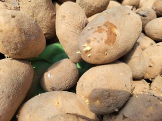 정권옥님의 감자 · 자유게시판 작성글 사진