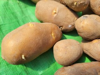 정권옥님의 감자 · 자유게시판 작성글 사진