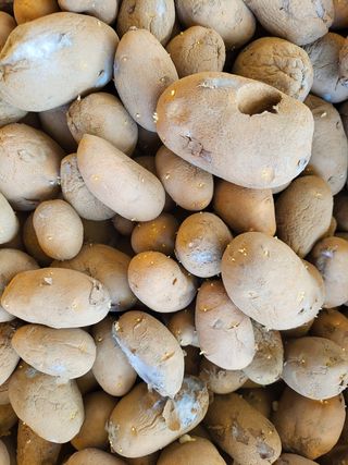 정권옥님의 감자 · 자유게시판 작성글 사진