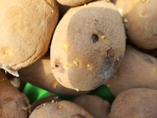 정권옥님의 감자 · 자유게시판 작성글 사진