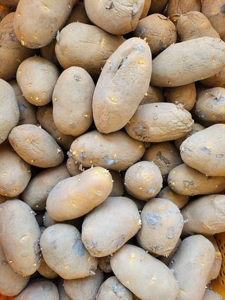 정권옥님의 감자 · 자유게시판 작성글 사진