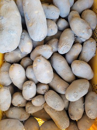 정권옥님의 감자 · 자유게시판 작성글 사진