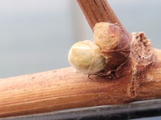 여우내 이순홍님의 포도 · 자유게시판 작성글 사진