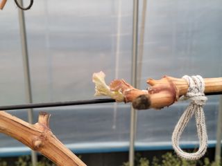 여우내 이순홍님의 포도 · 자유게시판 작성글 사진