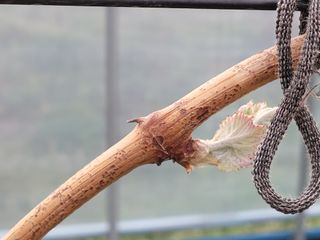 여우내 이순홍님의 포도 · 자유게시판 작성글 사진