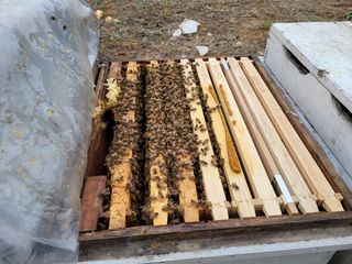 여우내 이순홍님의 기타작물 · 자유게시판 작성글 사진