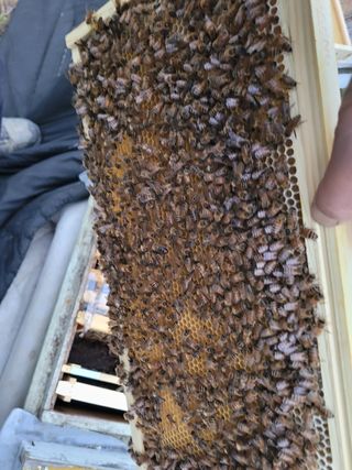 여우내 이순홍님의 기타작물 · 자유게시판 작성글 사진