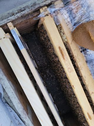 여우내 이순홍님의 기타작물 · 자유게시판 작성글 사진