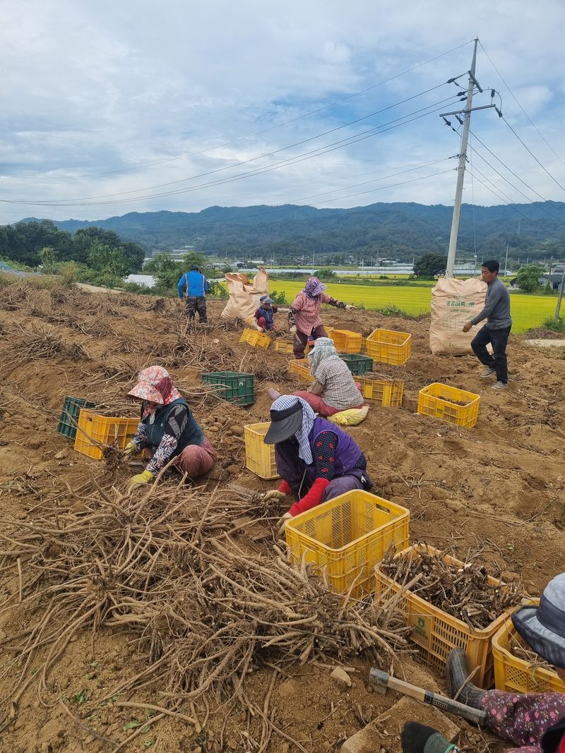 이호성님의 장터 판매 상품 [4년생 꽂작약 구근] 첨부 사진