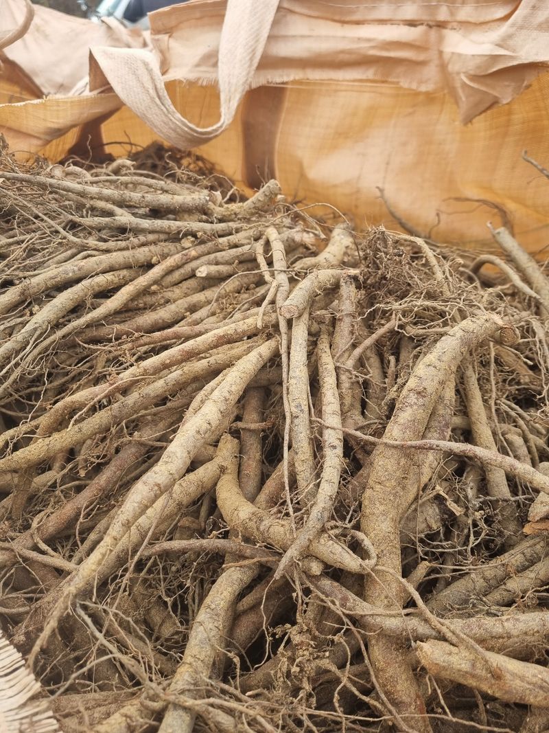 이호성님의 장터 판매 상품 [4년생 꽂작약 구근] 첨부 사진