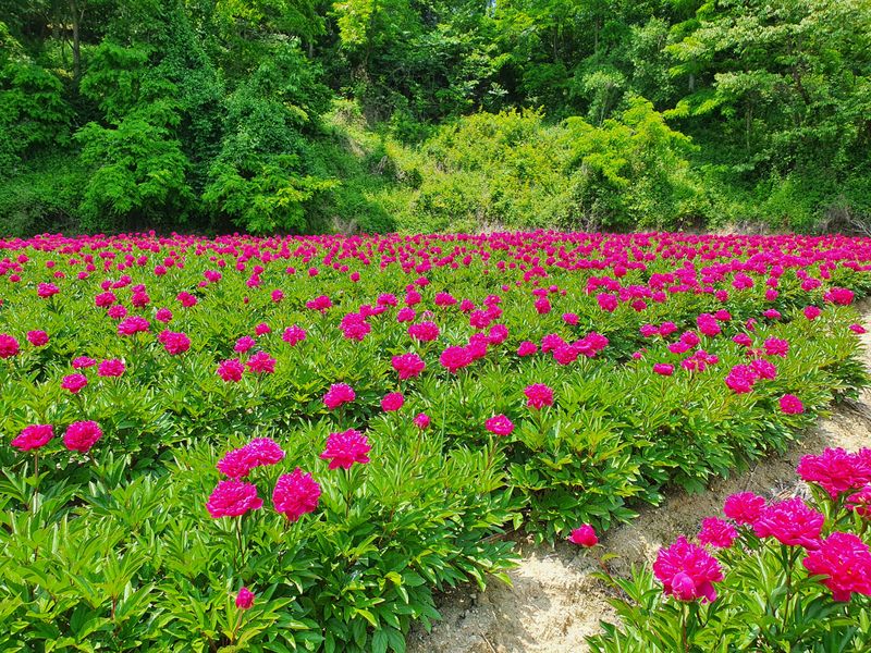 이호성님의 장터 판매 상품 [4년생 꽂작약 구근] 첨부 사진