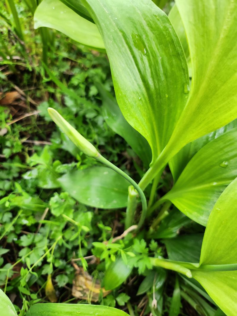 장터 상품 [명이나물모종1개당500원마감되었습니다] 썸네일