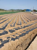 팜모닝 고추·파종•정식 게시글 이미지