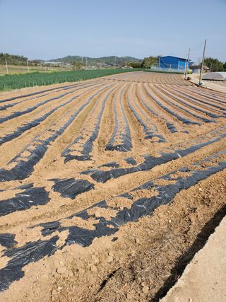 코지뱅이김영선님의 고추 · 파종•정식 작성글 사진