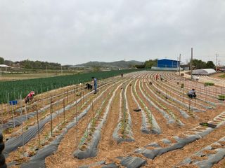 코지뱅이김영선님의 고추 · 파종•정식 작성글 사진