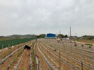 코지뱅이김영선님의 고추 · 파종•정식 작성글 사진