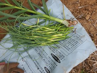 코지뱅이김영선님의 고추 · 파종•정식 작성글 사진