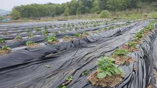 이춘기님의 감자 · 자유게시판 작성글 사진