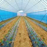 팜모닝 고추·파종•정식 게시글 이미지