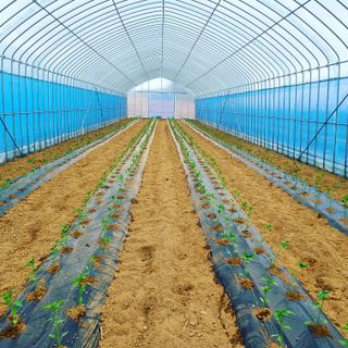 내꿈은부자님의 고추 · 파종•정식 작성글 사진