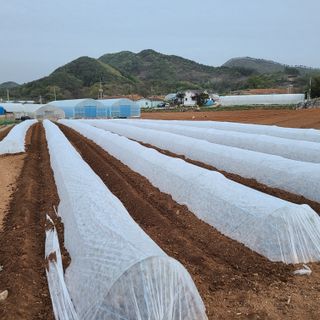 내꿈은부자님의 고추 · 파종•정식 작성글 사진