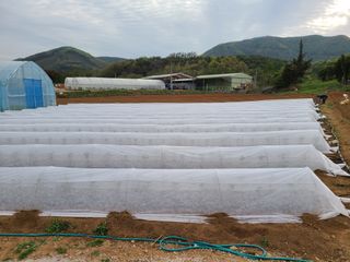 내꿈은부자님의 고추 · 파종•정식 작성글 사진